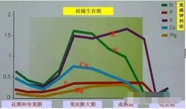 柑橘进入稳果期，果个小、膨果慢，怎么补救