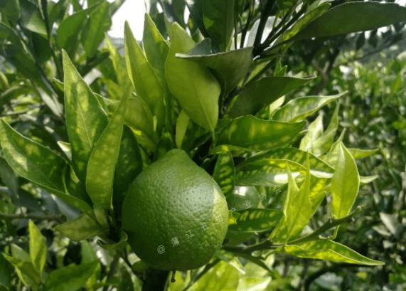 【果技精选】柑橘进入稳果期，果个小、膨果慢，怎么补救？三个措施让果实壮起来
