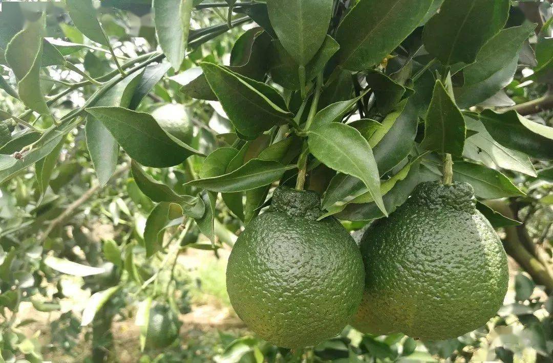 【果技精选】柑橘进入稳果期，果个小、膨果慢，怎么补救？三个措施让果实壮起来