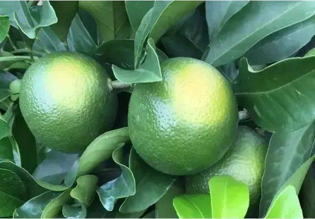 【果技精选】柑橘进入稳果期，果个小、膨果慢，怎么补救？三个措施让果实壮起来