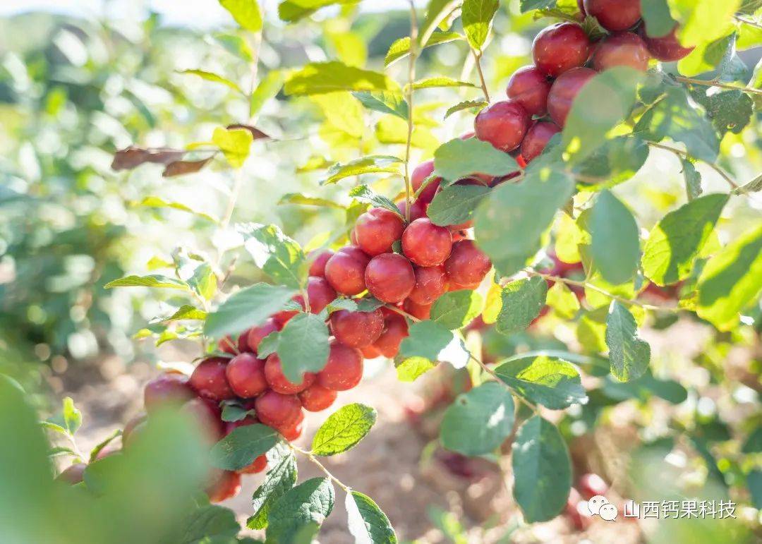钙果小课堂 | 钙果形态特征