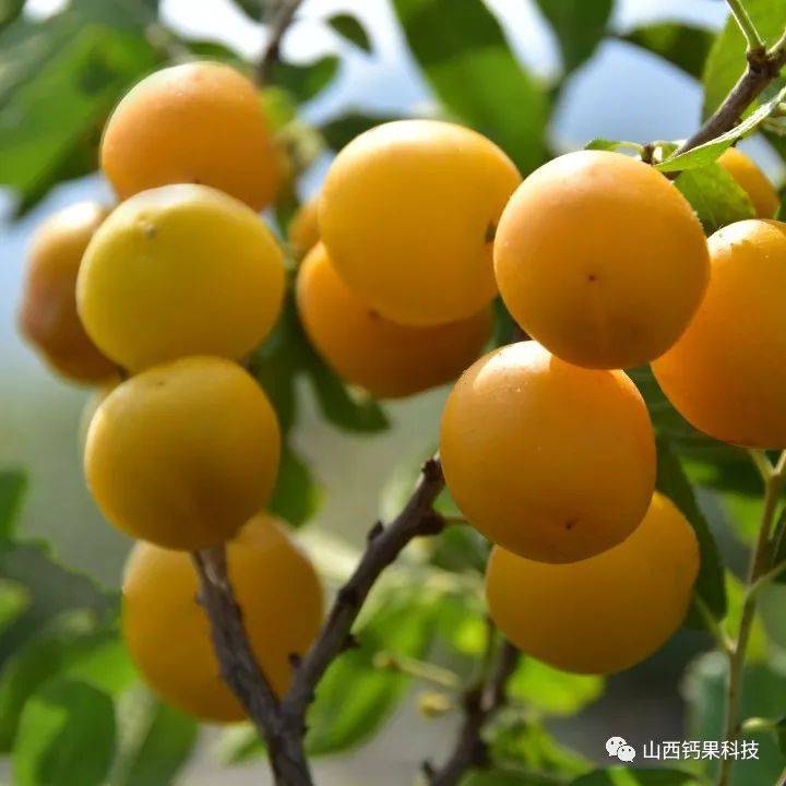 钙果小课堂 | 钙果形态特征