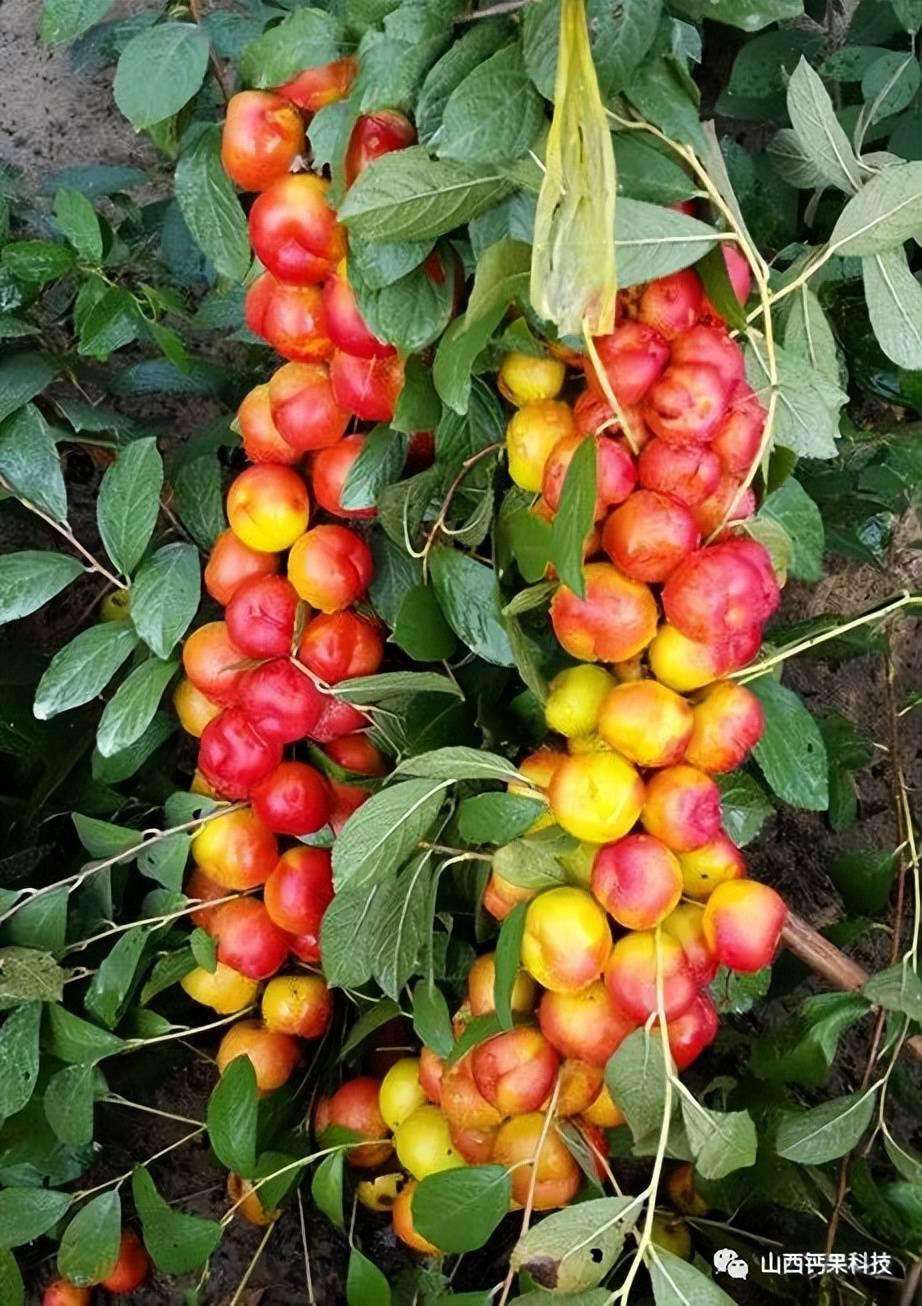 钙果小课堂 | 钙果形态特征