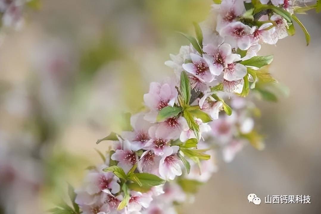 钙果小课堂 | 钙果形态特征
