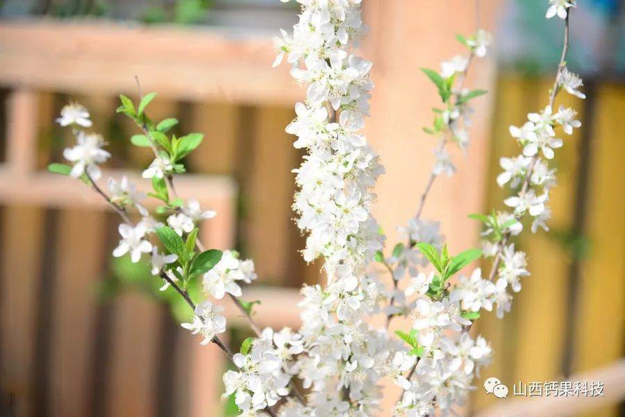 钙果小课堂 | 钙果形态特征