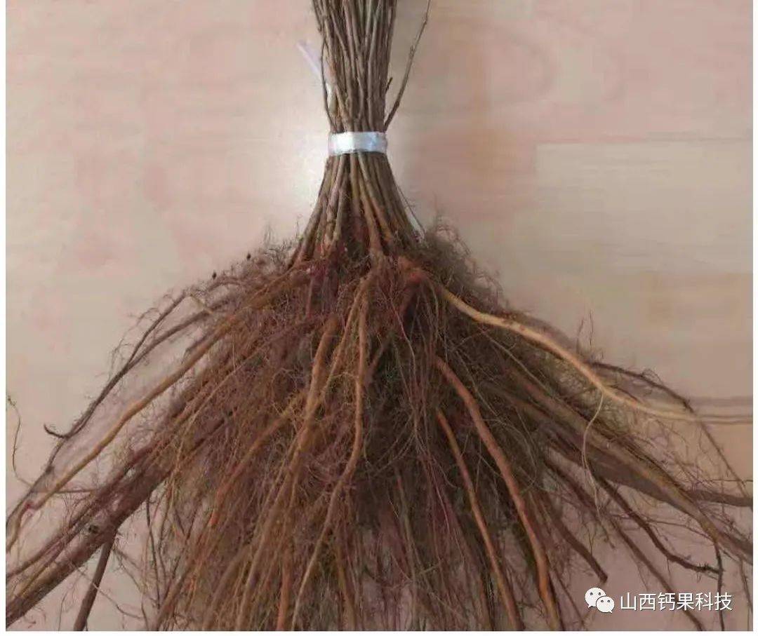 钙果小课堂 | 钙果形态特征