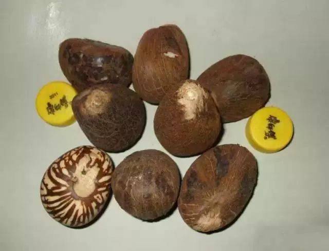 什么是象牙果？象牙果饰品如何把玩和养护？