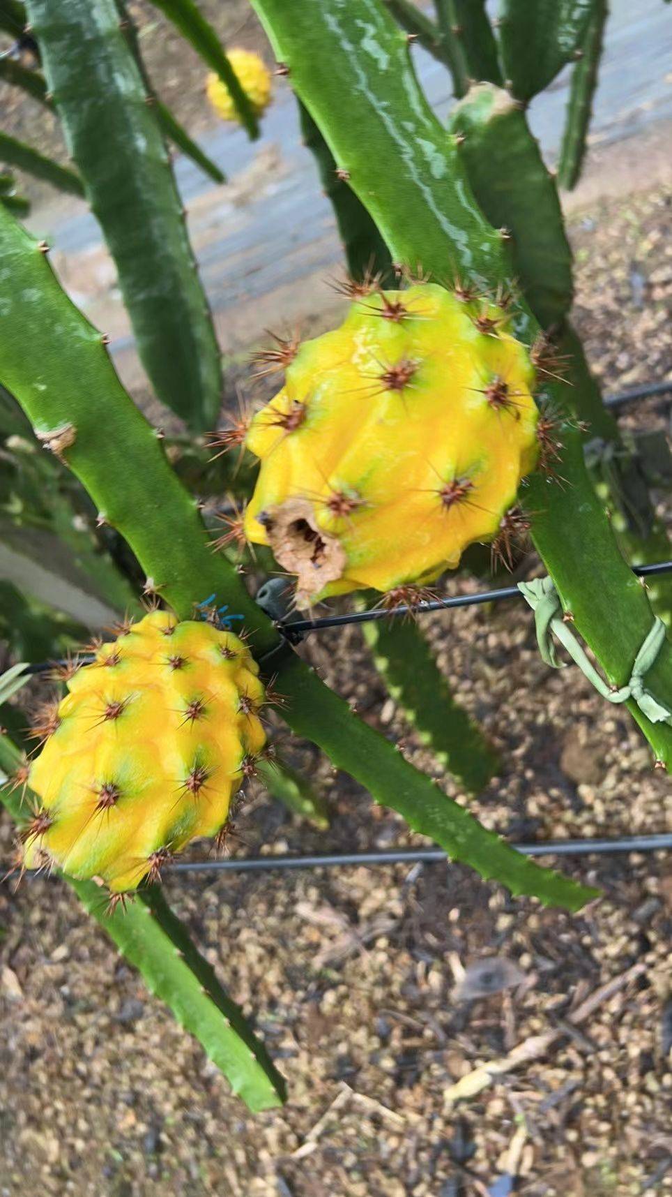 怀孕了可以吃燕窝果吗？燕窝果孕妇可以吃吗？