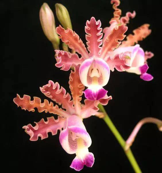 人民币上的花，你家养了吗？