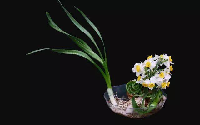 人民币上的花，你家养了吗？