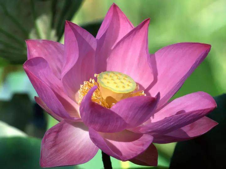 人民币上的花，你家养了吗？