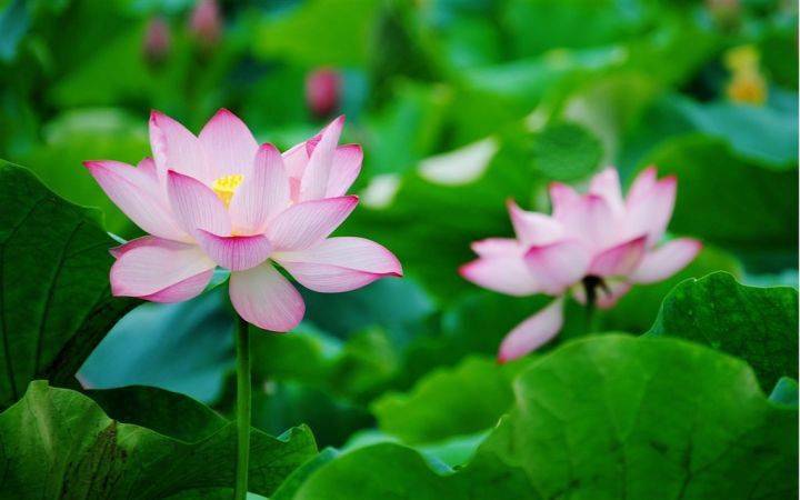 人民币上的花，你家养了吗？