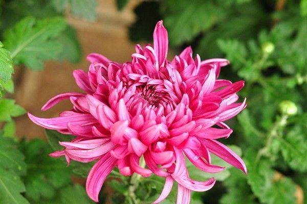 人民币上的花，你家养了吗？