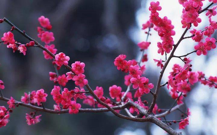 人民币上的花，你家养了吗？