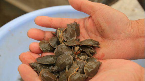 农村家庭喜欢收集老鳖盖儿，村里也有人收，甲鱼壳有什么作用吗？