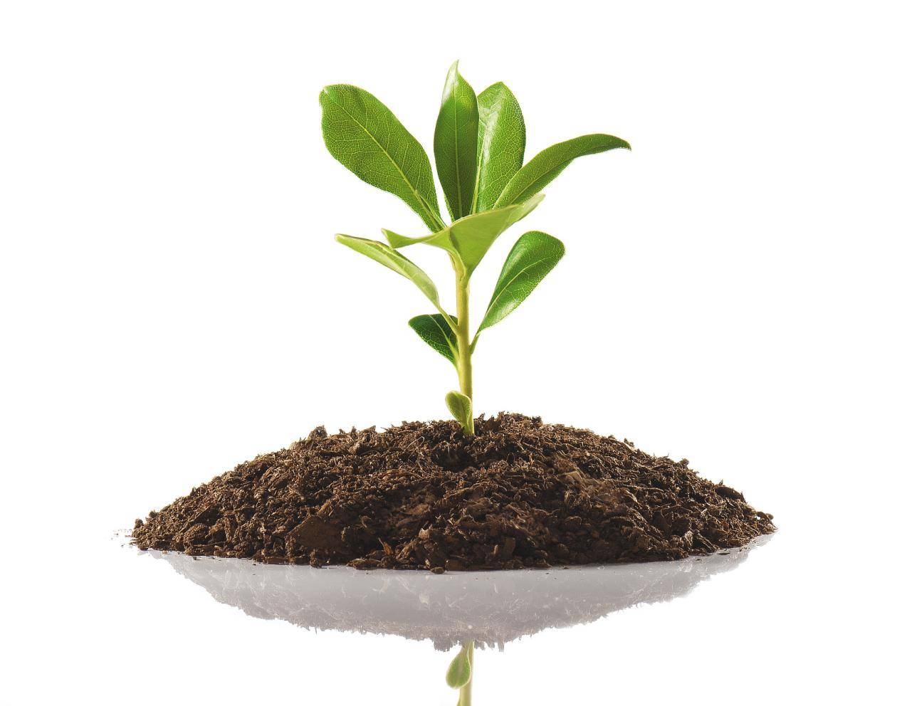 聚科富硒营养土告诉你什么样的土是营养土？