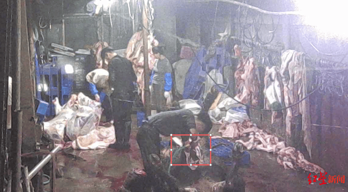 注水牛肉调查:屠宰场藏身农家院,深夜切开牛胸注水数分钟,牛肉连夜送批发市场