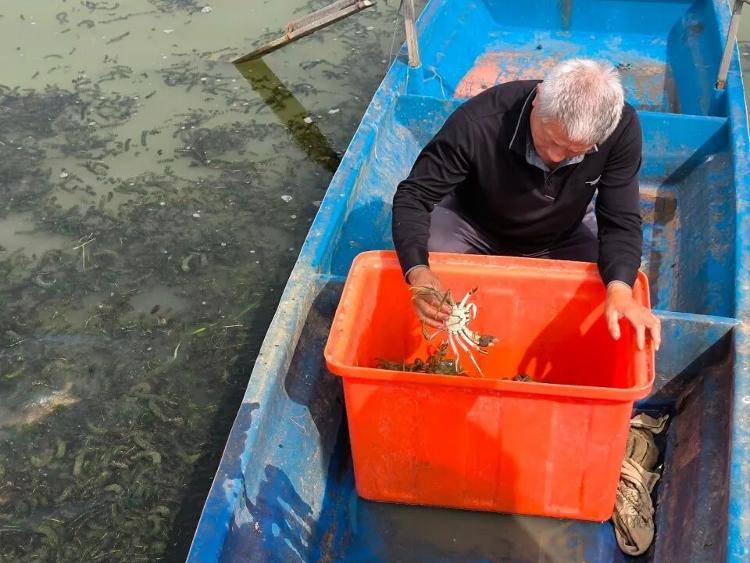武汉江夏一地大闸蟹大量上市,日产1000斤当天售完,每只螃蟹有自己的“身份证”,吃深海小黄鱼长大