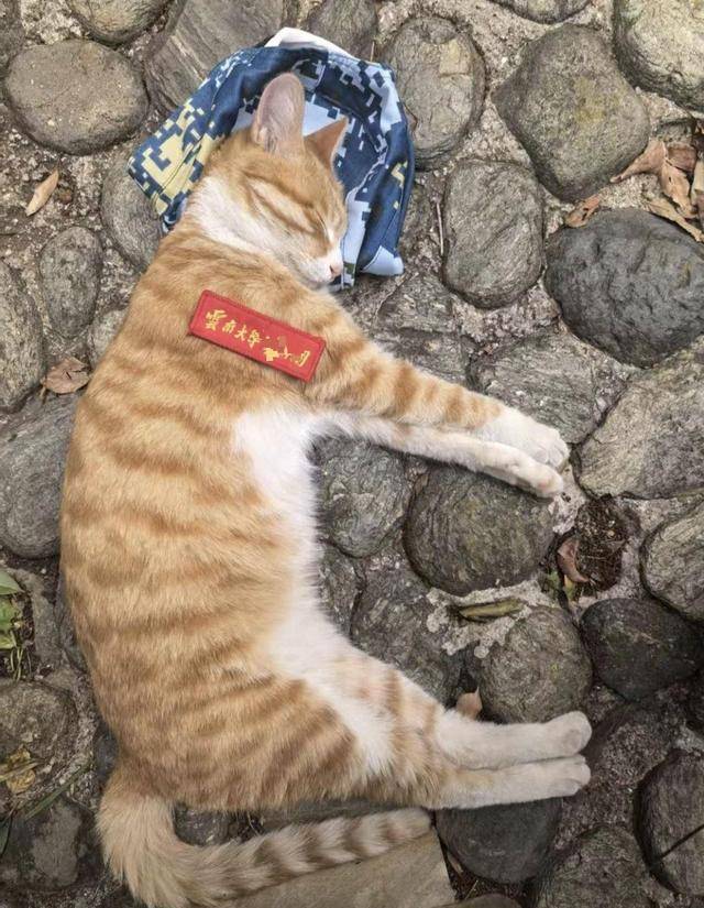 《红舞鞋》剧组在高校拍摄时撞死流浪猫,剧组凌晨致歉:涉事司机引咎辞职,将以小猫名字成立基金