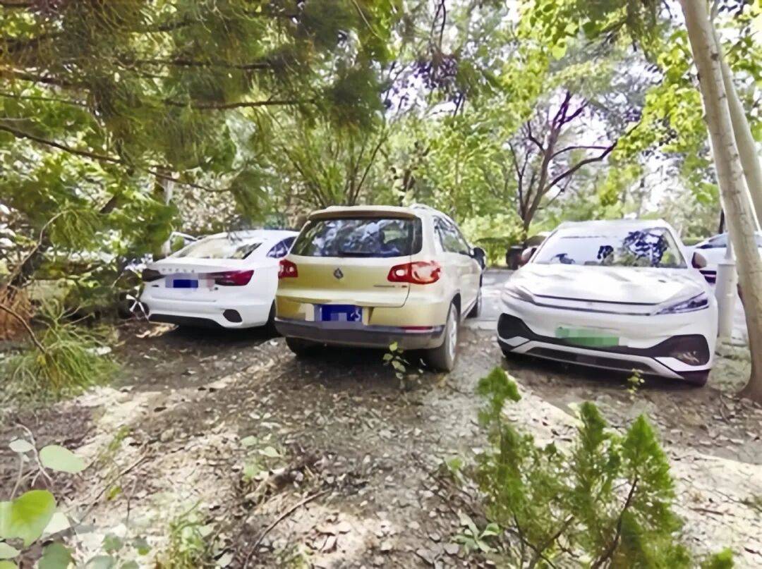 天津媒体评论:街边绿地成“停车场”?根治靠合力