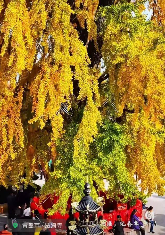 错过等一年!青岛1600岁“银杏王”满树金黄,打卡的人“鼓”了