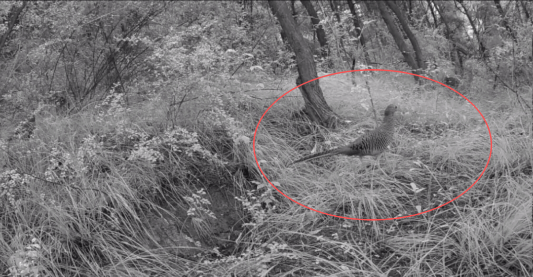 遂宁版“疯狂动物城”上线!