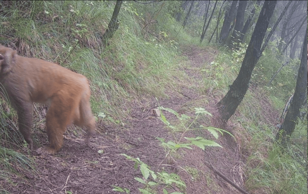 遂宁版“疯狂动物城”上线!