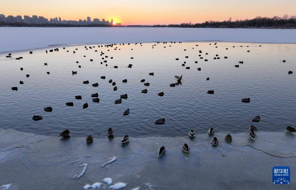 哈尔滨:绿头鸭群戏“寒江雪”