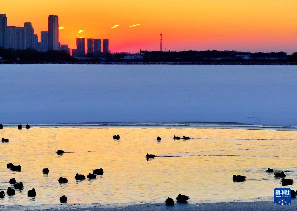哈尔滨:绿头鸭群戏“寒江雪”