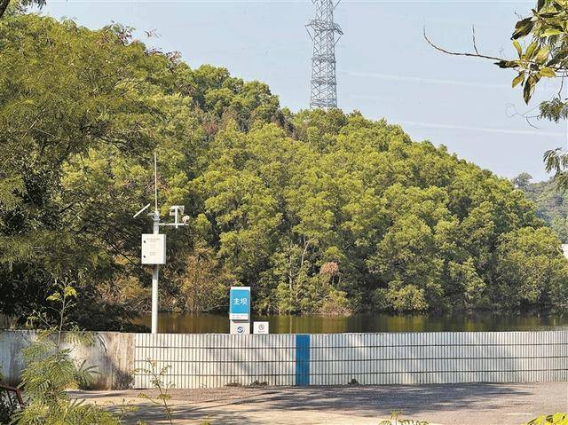 水库岸边枯树成片倒伏 龙华区水务局:水淹后自然枯萎,三天内清完